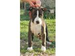 AMSTAFF Nellie (Ataxia Clear By Parental)