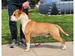 AMSTAFF Ryan (Ataxia Clear By Parental) 