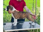 AMSTAFF Orso (Ataxia Clear By Parental)