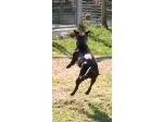 AMSTAFF Lucy