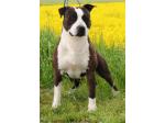 AMSTAFF Tyson-Ted (Ataxia Clear by Parental) Cardio  Normal