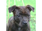 AMSTAFF Funny