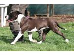 AMSTAFF Sophie (Ataxia Clear By Parental)