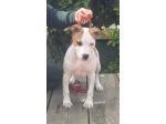 AMSTAFF Cora (Ataxia Clear by parental) 