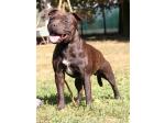 AMSTAFF Funny