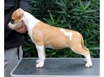 AMSTAFF Diva (Ataxia Clear By Parental)