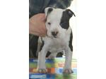 AMSTAFF Snow (Ataxia Clear By Parental)