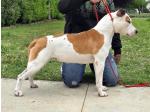 AMSTAFF Lola ( Ataxia Clear By Parental)