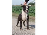 AMSTAFF Boss ( Ataxia Clear By Parental)