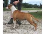 AMSTAFF Blondie (      Ataxia Clear By Parental)