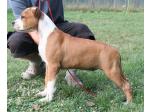 AMSTAFF Tommy (Ataxia Carrier) 