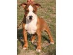 AMSTAFF Sonny (Ataxia Clear By Parental)