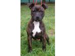 AMSTAFF Lucy