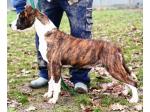 AMSTAFF Vana (Ataxia Clear By Parental)