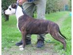 AMSTAFF Biff (Ataxia Clear By Parental)