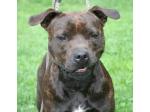 AMSTAFF Funny