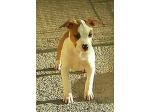 AMSTAFF Fanta (Ataxia Clear By Parental)