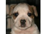 AMSTAFF Homer (Ataxia Clear By Parental)