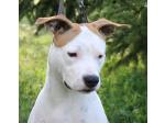 AMSTAFF Sharon