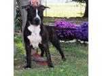 AMSTAFF Jacqueline (Ataxia Clear by Parental)
