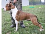 AMSTAFF Blaster (Ataxia Clear By Parental)