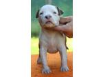 AMSTAFF Sharon