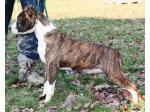 AMSTAFF Vana (Ataxia Clear By Parental)