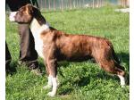 AMSTAFF Vana (Ataxia Clear By Parental)