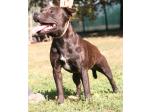 AMSTAFF Funny