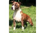 AMSTAFF Vana (Ataxia Clear By Parental)