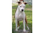 AMSTAFF Sharon