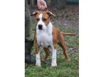 AMSTAFF Red (Ataxia Carrier)