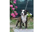 AMSTAFF Boss ( Ataxia Clear By Parental)