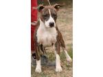 AMSTAFF Vana (Ataxia Clear By Parental)