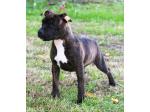 AMSTAFF Lucy