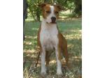 AMSTAFF Thelma (AtaxiaClear)
