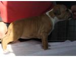 AMSTAFF Vaiana (Ataxia Clear By Parental)