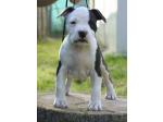 AMSTAFF Snow (Ataxia Clear By Parental)