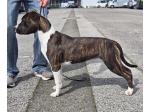 AMSTAFF Schiva (Ataxia Clear by parental) 