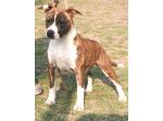 AMSTAFF Vana (Ataxia Clear By Parental)