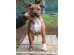 AMSTAFF Baby (AtaxiaClear)