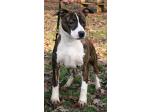 AMSTAFF Vana (Ataxia Clear By Parental)