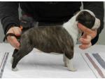 AMSTAFF Miami (ataxia Clear by Parental)