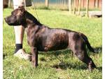 AMSTAFF Lucy