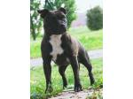AMSTAFF Lucy