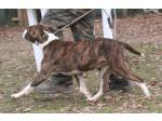 AMSTAFF Vana (Ataxia Clear By Parental)