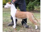 AMSTAFF Sharon