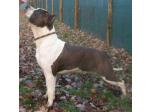 AMSTAFF Chapo