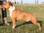 AMSTAFF Chimay (Ataxia Clear by Parental) HD-A ED-0