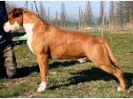 AMSTAFF Manny (Ataxia Carrier)
